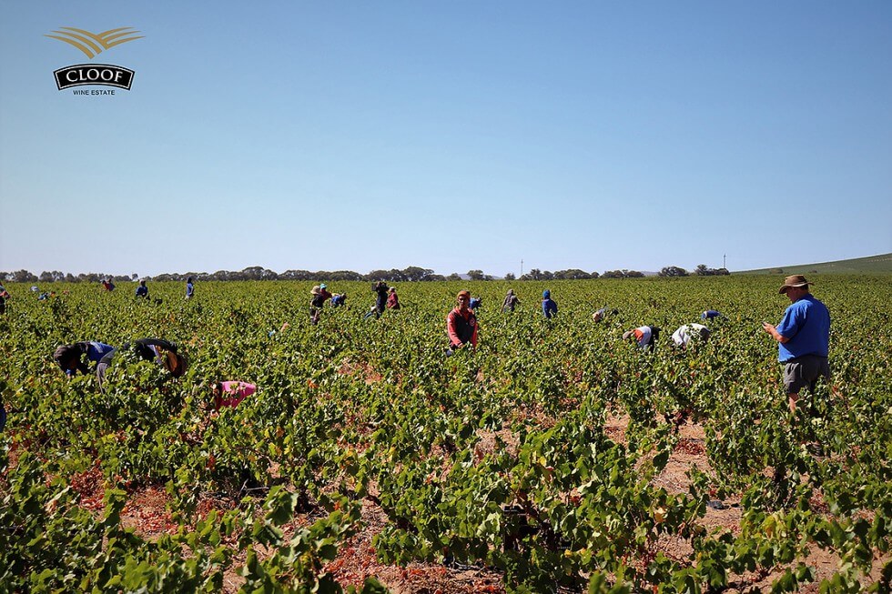 Cloof - Weingut in Südafrika / Darlin Kapregion