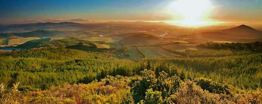 Delheim Wines - Weingut in Südafrika