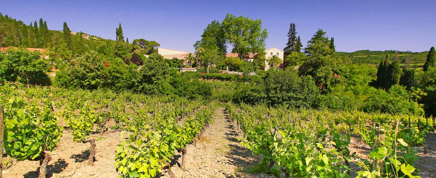 L`Or du Sud - Foncalieu - Winzer aus Frankreich