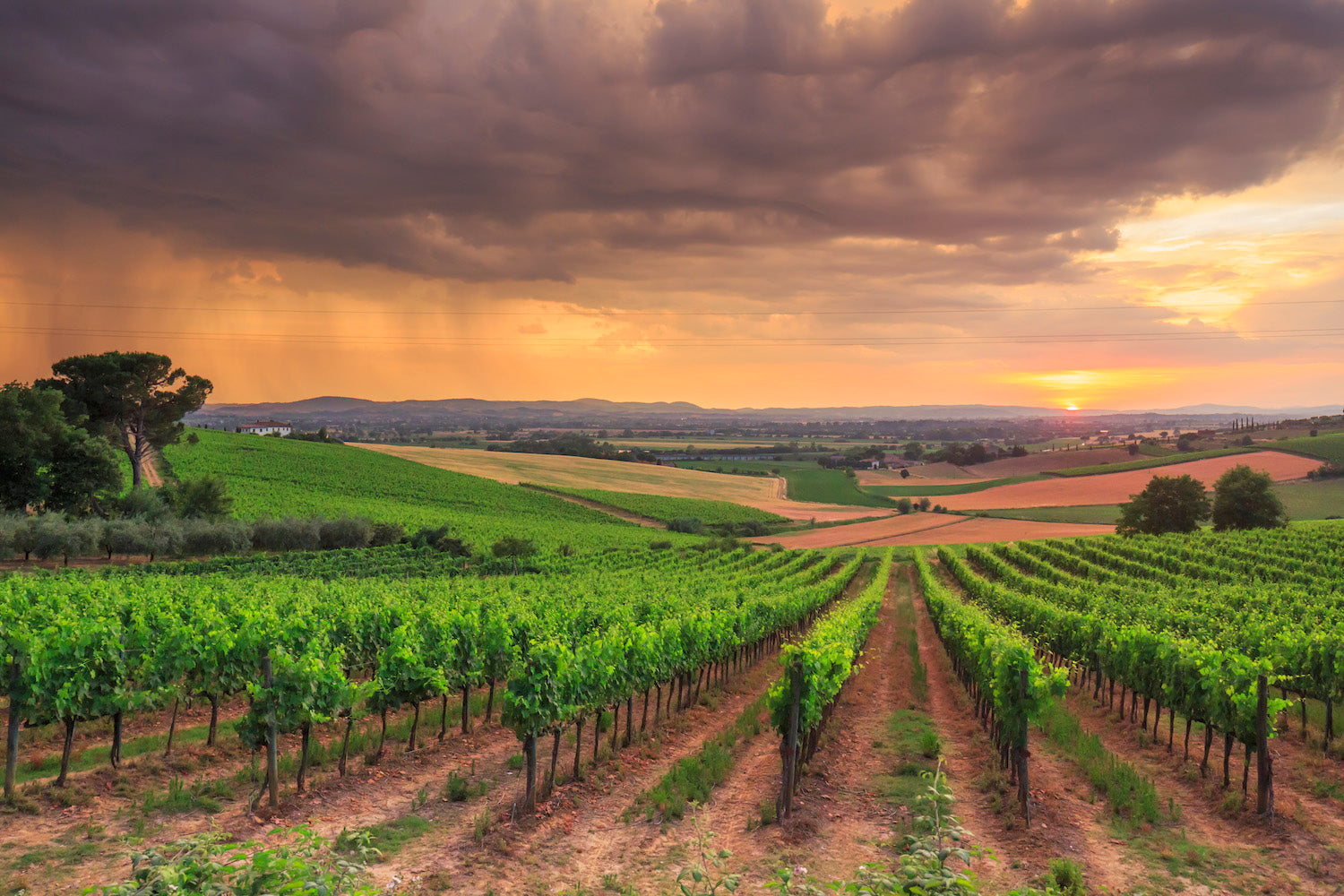 Poliziano - Weingut in der Toskana