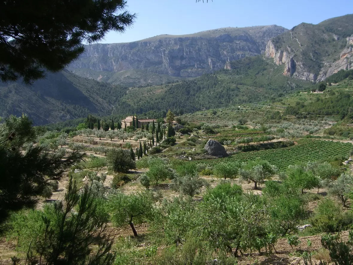 Bodegas Torre Enmedio - Weingut in Alicante an der Küste Spaniens