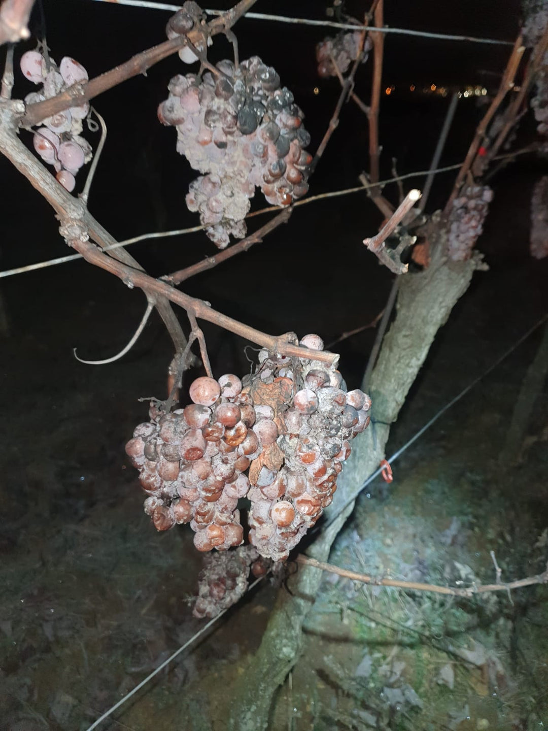 Eisweinlese beim Weingut Tremmel im Burgenland