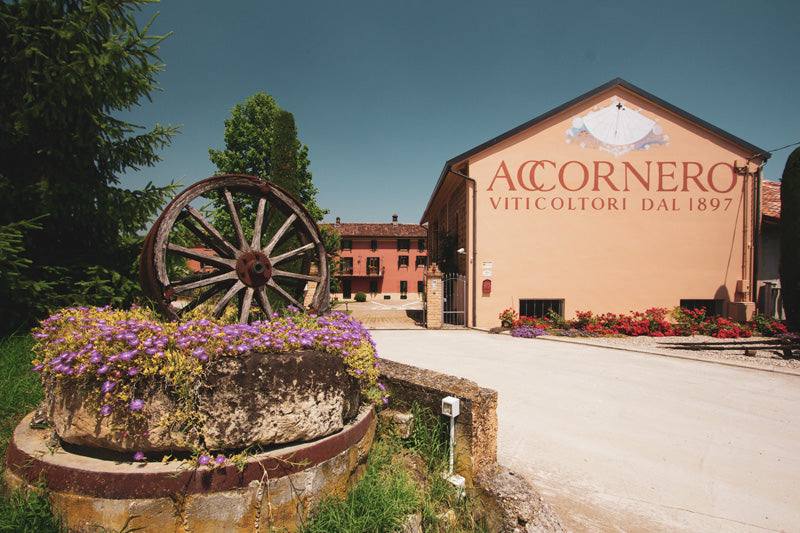 Accornero - Winzer  aus dem Piemont