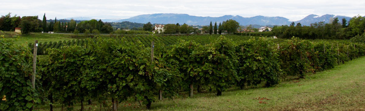 Bianca Vigna - Weingut in Italien