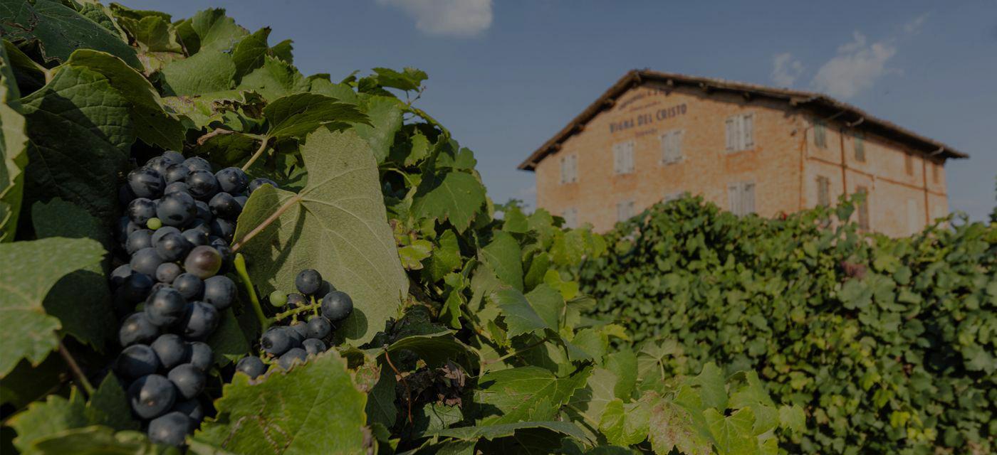 Cavicchiolo - Weingut in Italien