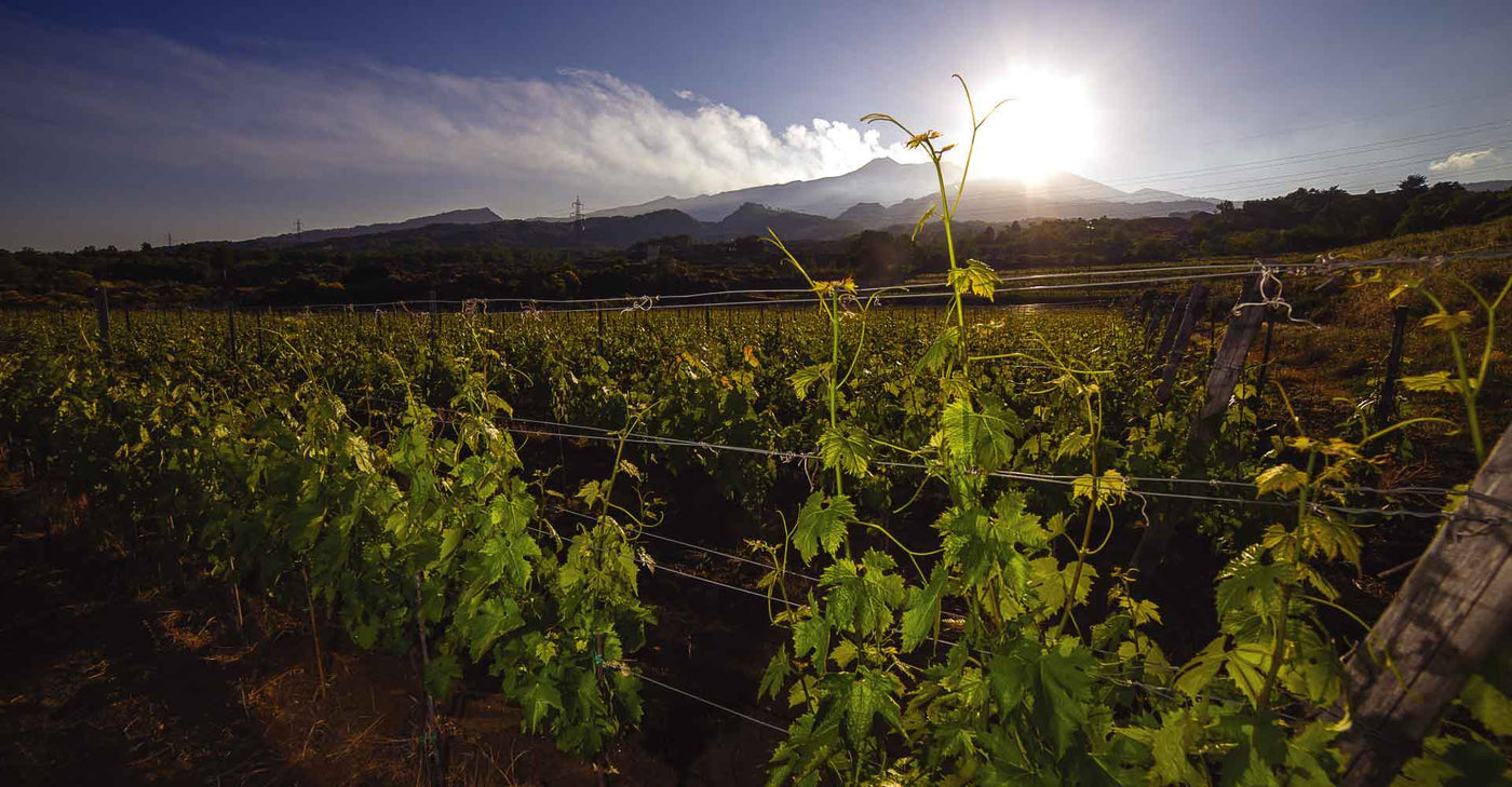 Produttori Etna Nord DAM - Weingut in Sizilien