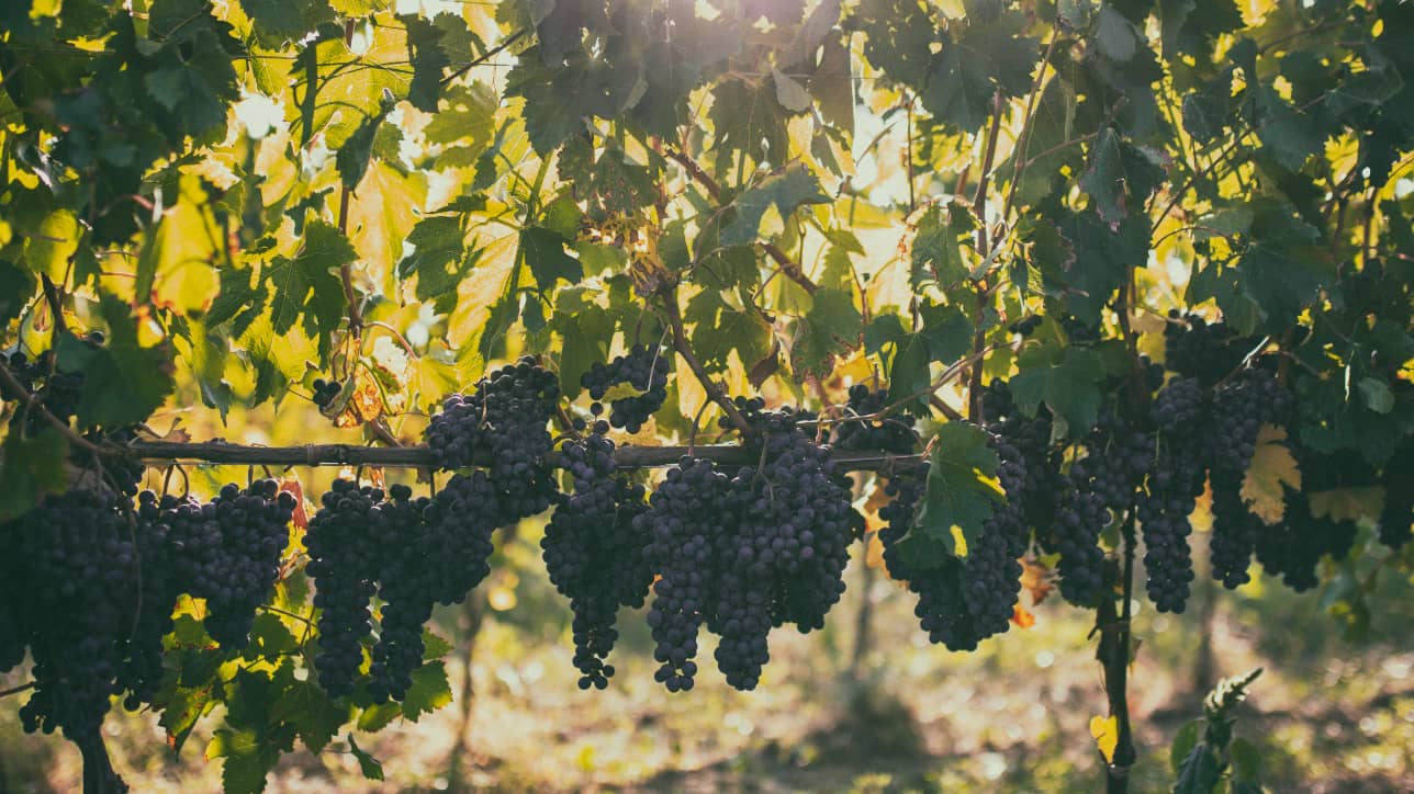 Falesco - Weingut in Italien (Latium)