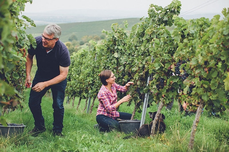 Weinhaus Hauck - Weingut in Rheinhessen