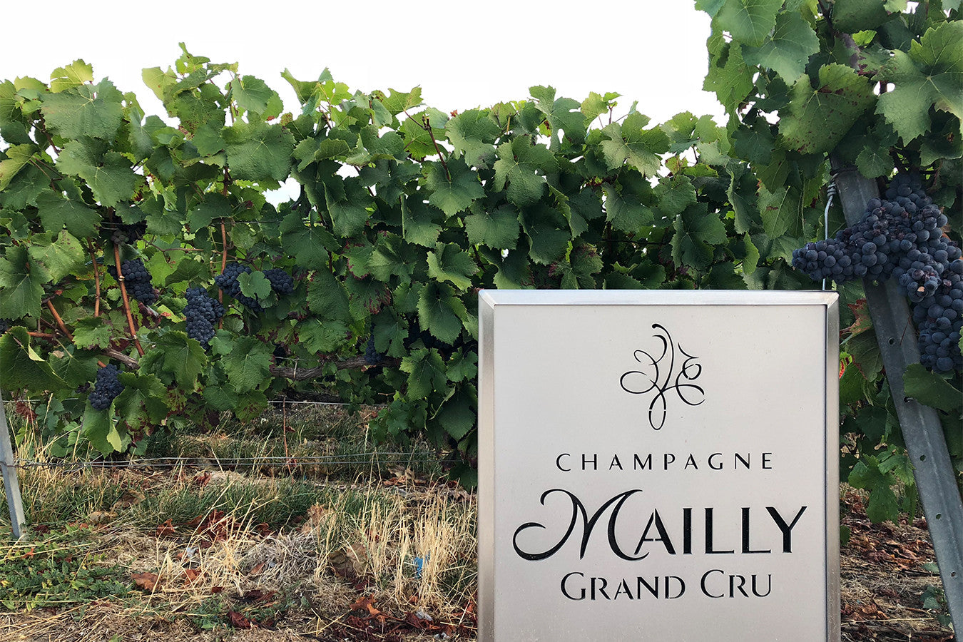 Champagne Mailly Grand Cru - Weingut in Frankreich