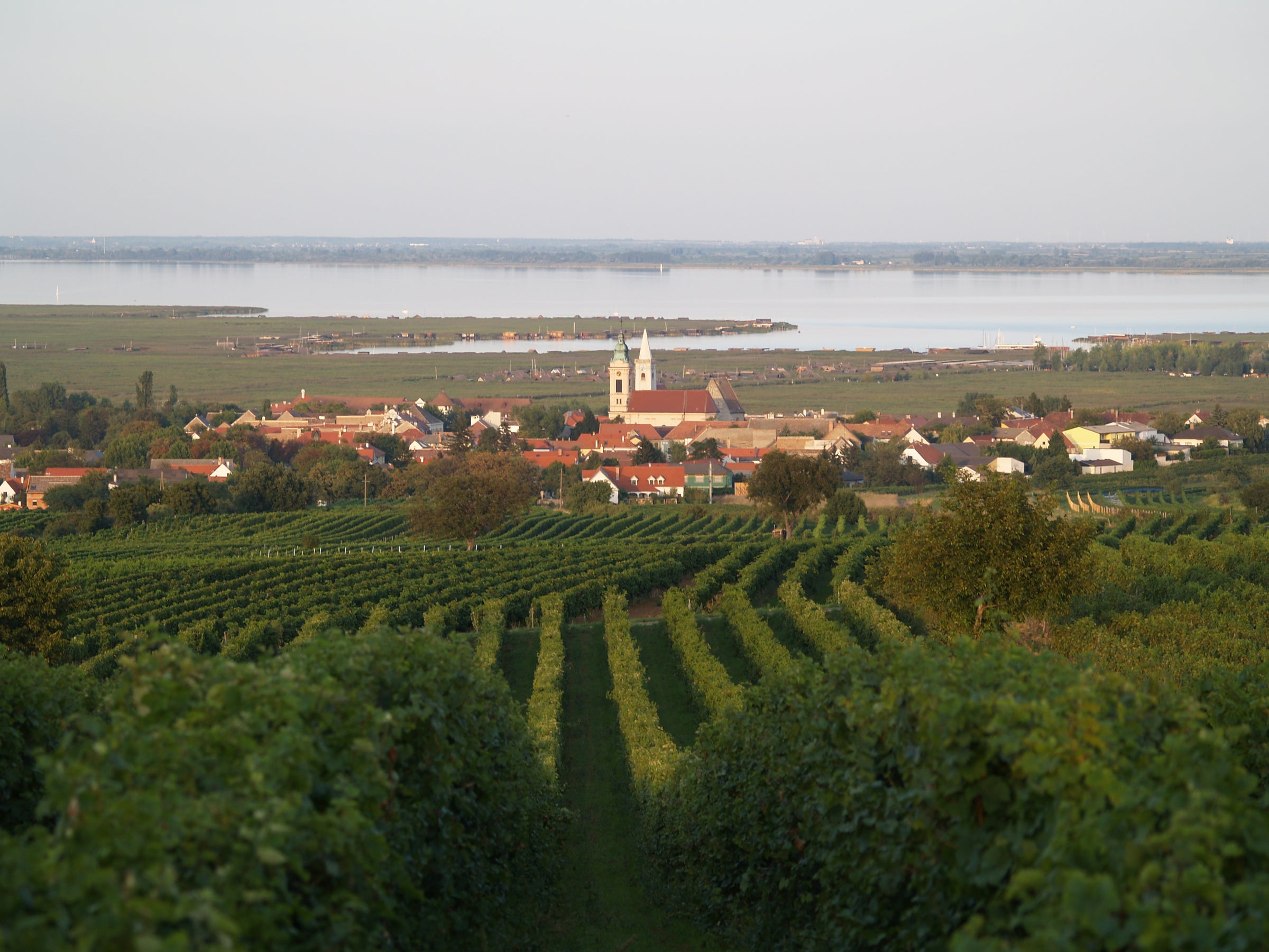 Landauer Weine - Winzer vom Neusiedler See