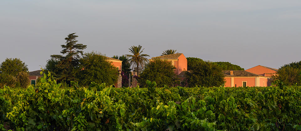 Planeta - Weingut in Sizilien