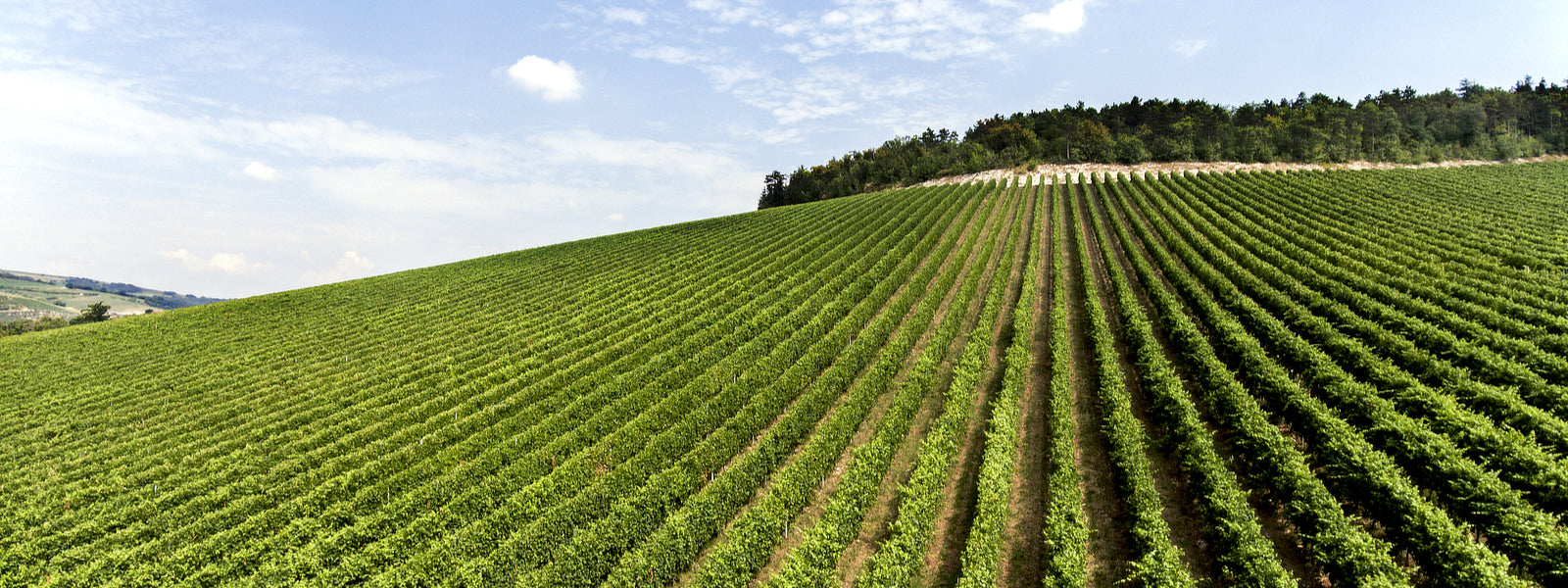 Tedeschi - Weingut in Italien