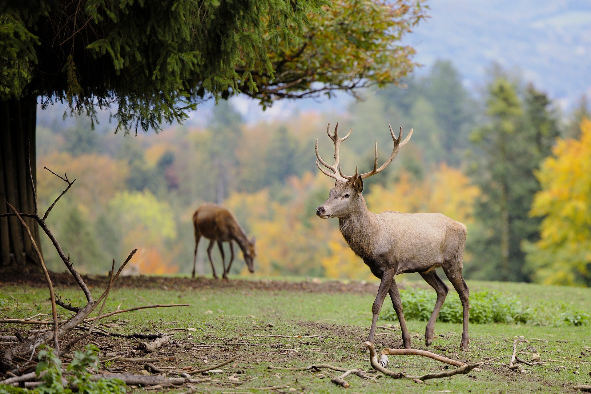 Tierisch gute Weine