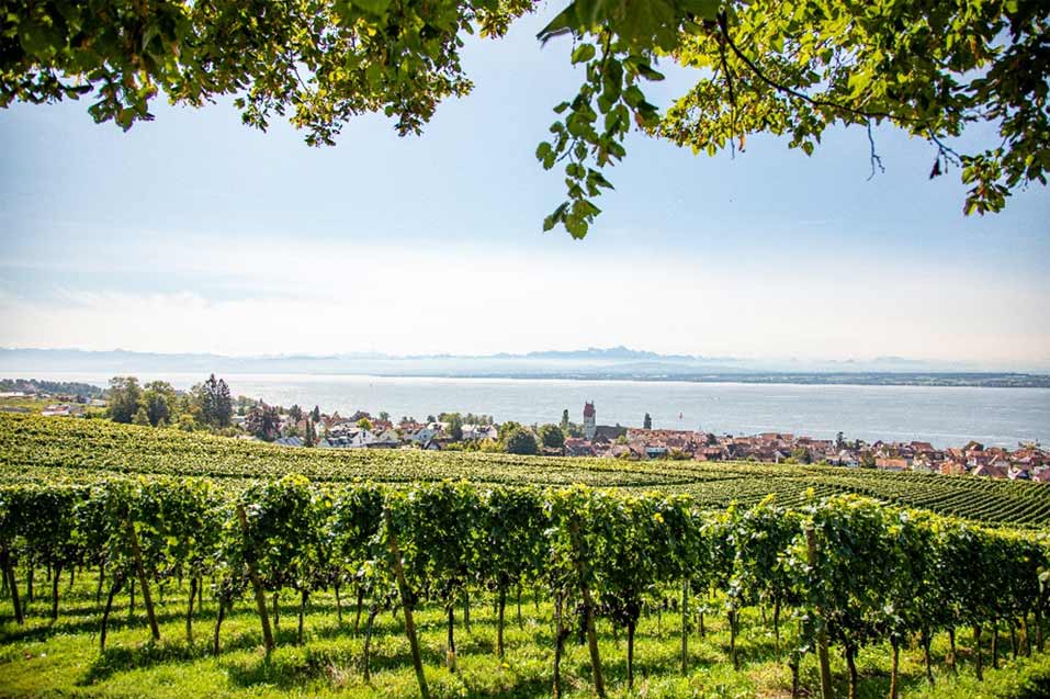 Winzerverein Hagnau - Winzer vom Bodensee